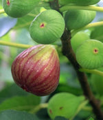 Fig & Moss Fragrance Pod